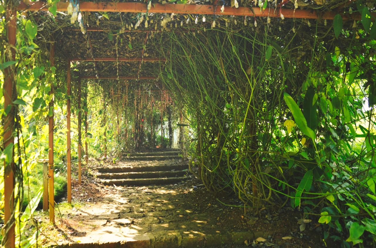 experience jangle safari