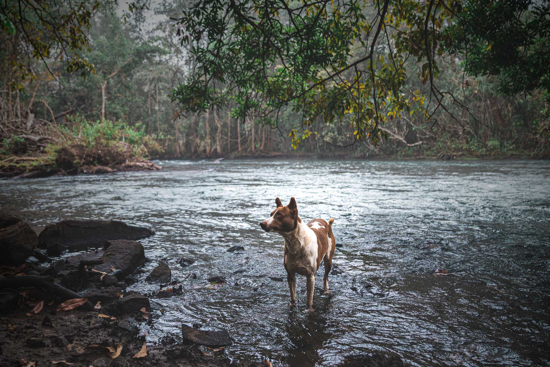 Whistling Woodzs Experience Trekking Guide Whiskey