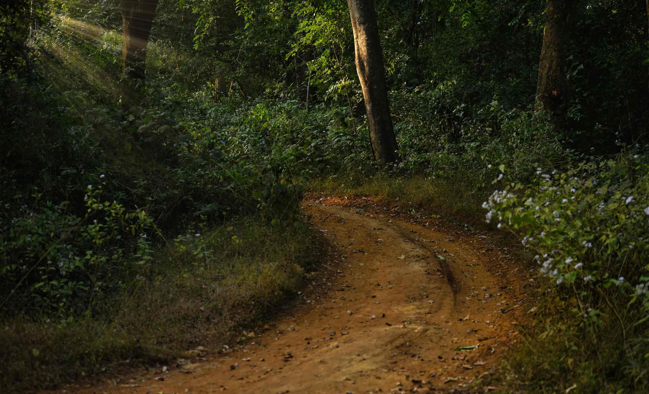 Whistling Woodzs dandeli slider2 2 scaled