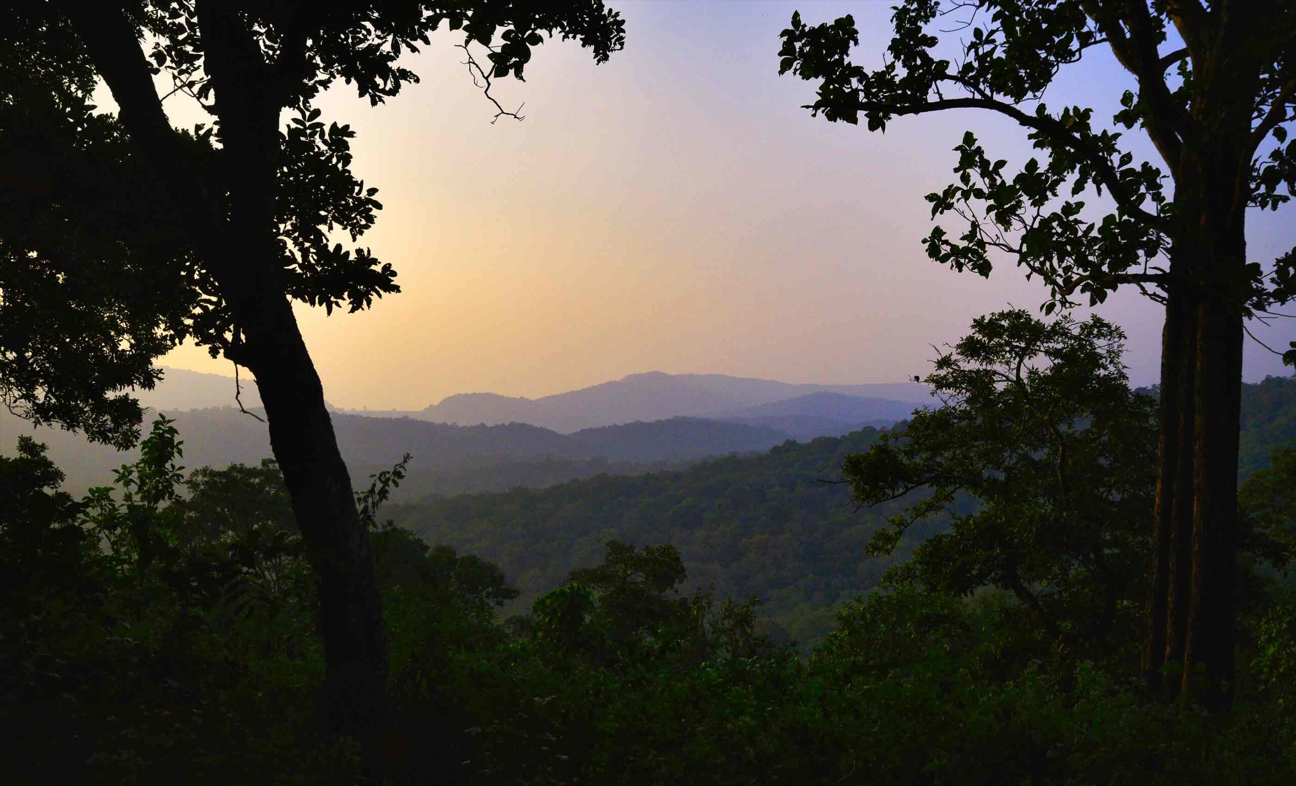 Whistling Woodzs dandeli slider2 3 scaled