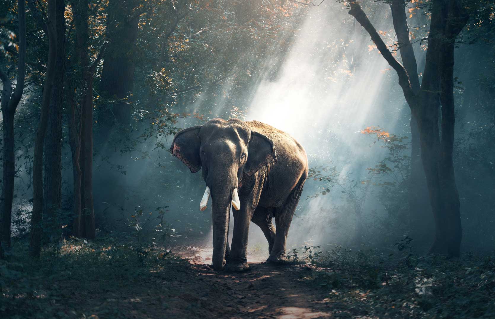 Whistling-Woodzs-home-page-dandeli-3